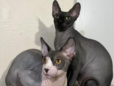 Boris And Isaac - Sphynx - Gallery Photo #1