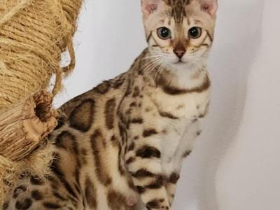 Honeybee - Bengal - Gallery Photo #1