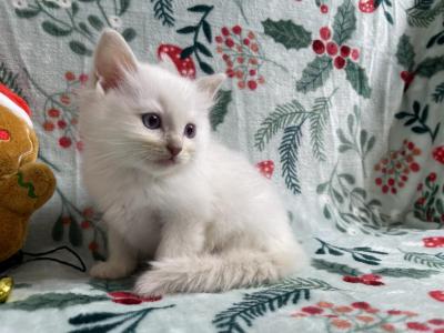 Onyx - Ragdoll - Gallery Photo #1