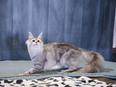 Cameral - Maine Coon - Gallery Photo #1