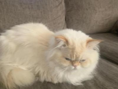 Sunfire - Persian - Gallery Photo #1