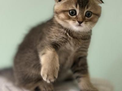 Nikkie - Scottish Fold - Gallery Photo #1