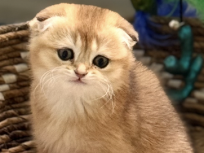 Markissa - Scottish Fold - Gallery Photo #1