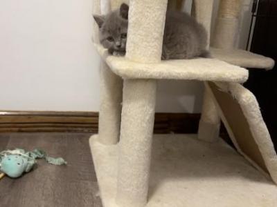 Grey Girl - British Shorthair - Gallery Photo #1