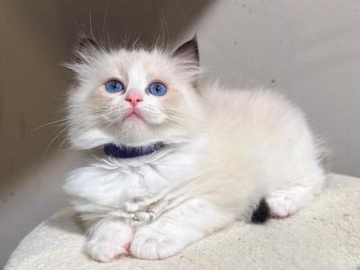 Nice - Ragdoll - Gallery Photo #1