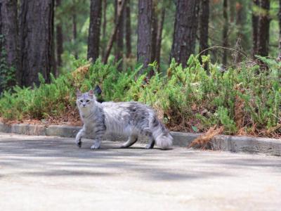 Lyra - Maine Coon - Gallery Photo #1