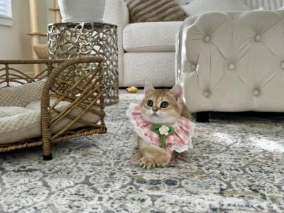 Sweet Candy - British Shorthair - Gallery Photo #1