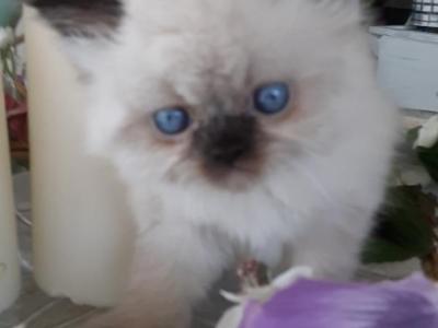 Samantha's Litter - Persian - Gallery Photo #1