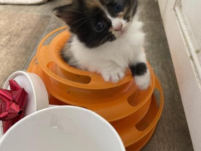 Munchkin Calico 1 - Munchkin - Gallery Photo #1