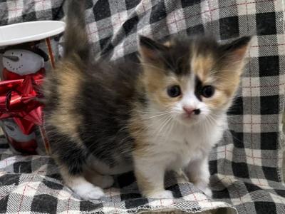 Munchkin Calico 2 - Munchkin - Gallery Photo #1