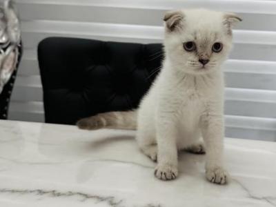 Zoom - Scottish Fold - Gallery Photo #1