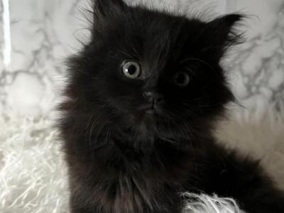 Jack Frost - Persian - Gallery Photo #1