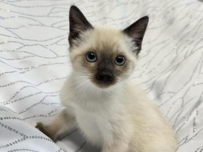 Siamese Kittens - Siamese - Gallery Photo #1