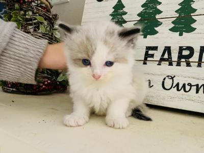 Bicolor - Ragdoll - Gallery Photo #1