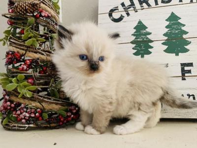 Mitted Seal Ragdoll - Ragdoll - Gallery Photo #1