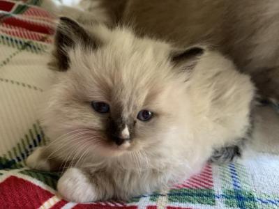 Mitted Seal With Blaze - Ragdoll - Gallery Photo #1