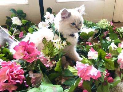 Ragdolls Purebred Champion Lines - Ragdoll - Gallery Photo #1