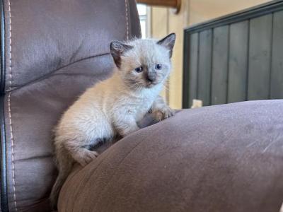 Leo And Samba - Ragdoll - Gallery Photo #1