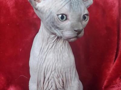 Christmas Litter - Sphynx - Gallery Photo #1