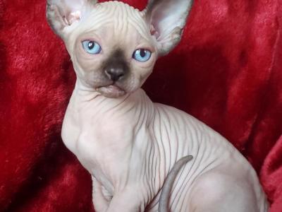 Christmas Babies - Sphynx - Gallery Photo #1