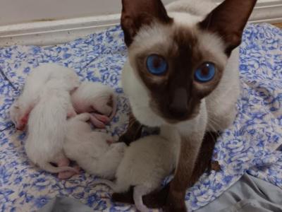 Stella & Marlow Litter - Siamese - Gallery Photo #1