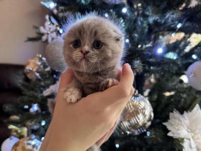 Bloom - Scottish Fold - Gallery Photo #1