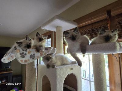 Sora And Nori's Kittens - Ragdoll - Gallery Photo #1