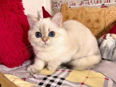 Barbara British Shorthair Girl With Sky Blue Eyes - British Shorthair - Gallery Photo #1