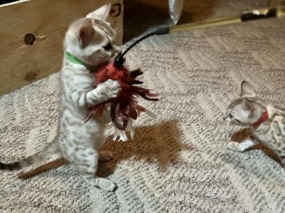 Snow Bengal - Bengal - Gallery Photo #1