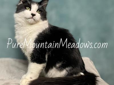 Black Tux 'Forest' - Ragdoll - Gallery Photo #1