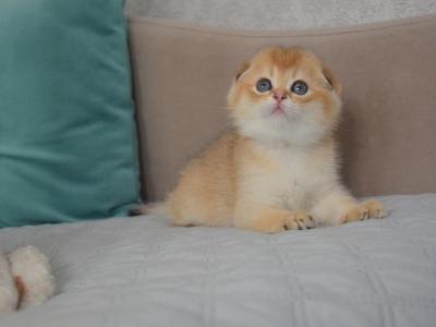 Scottish Fold Golden Chinchilla Izzy - Scottish Fold - Gallery Photo #1