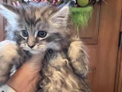 Maine Coon Kittens Males - Maine Coon - Gallery Photo #1