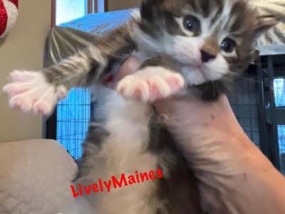 Boys Boys Boys Maine Coon Kittens - Maine Coon - Gallery Photo #1