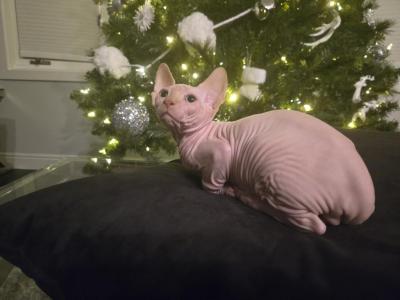 Rufus - Sphynx - Gallery Photo #1