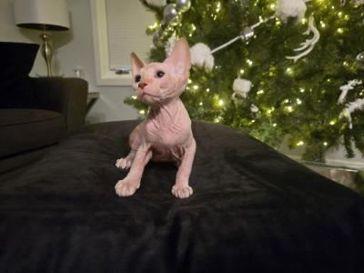 Mittens - Sphynx - Gallery Photo #1