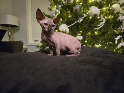 Duckie - Sphynx - Gallery Photo #1