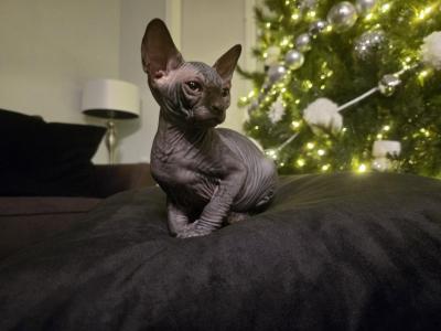 Loki - Sphynx - Gallery Photo #1