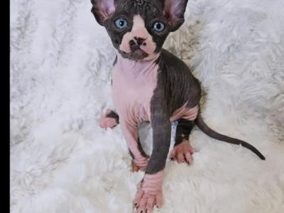 Millie - Sphynx - Gallery Photo #1