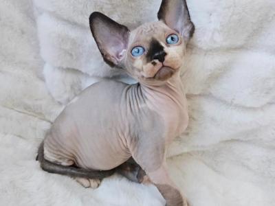 Bailey - Sphynx - Gallery Photo #1