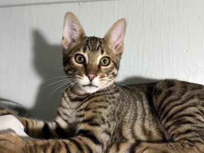 Kitten Bengal - Polydactyl - Gallery Photo #1