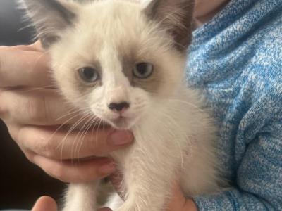 One Snowshoe Ragamese Kitten - Ragdoll - Gallery Photo #1