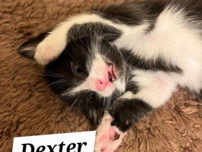 Dexter - Domestic - Gallery Photo #1