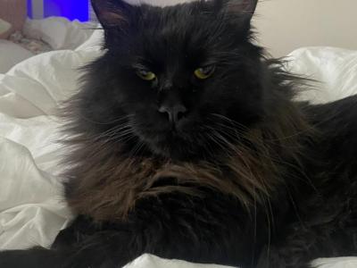 Lillie Maine Coon - Maine Coon - Gallery Photo #1