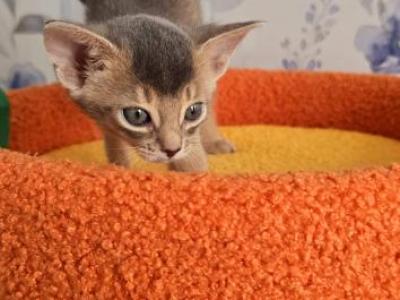 Argo Ameli - Abyssinian - Gallery Photo #1