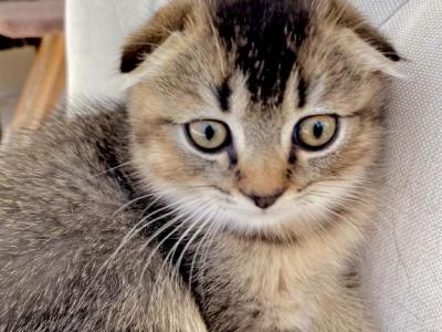 Scottish Fold Boy - Scottish Fold - Gallery Photo #1