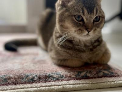 Tator - Scottish Fold - Gallery Photo #1