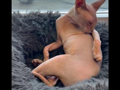 SPHYNX - Sphynx - Gallery Photo #1