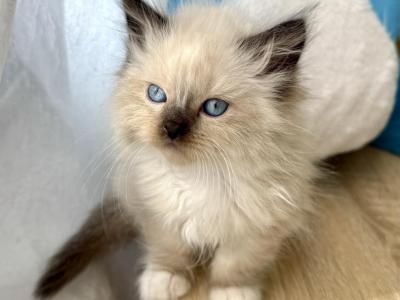 Ragdoll Male Kitten - Ragdoll - Gallery Photo #1