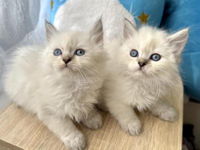 Ragdoll Brothers - Ragdoll - Gallery Photo #1