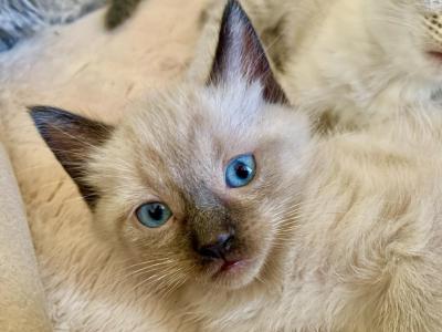 Chocolate Point Siamese Boy - Siamese - Gallery Photo #1